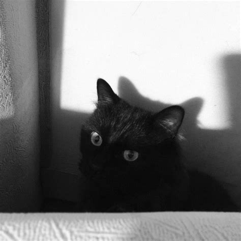 温柔黑猫头像女生