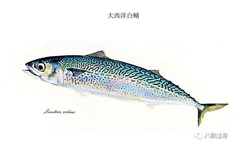 鲐鱼、鲅鱼、挪威青花鱼：如何分辨哪些是网红鲭鱼？