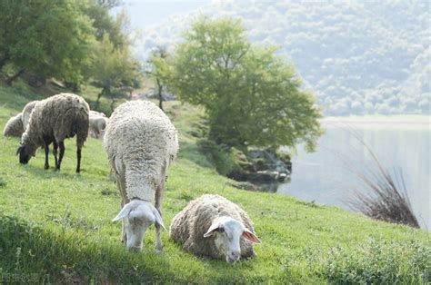 湖羊和小尾寒羊利润 济宁 德盛养殖-食品商务网
