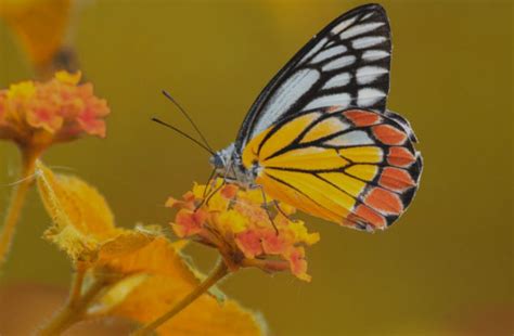 蝴蝶辨别食物味道用身体哪个部位 蝴蝶辨别食物味道靠的是身体哪个部位 - 天奇生活