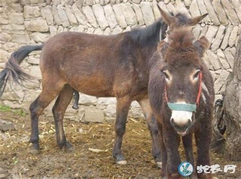 马和骡子的区别,小骡子,驴和骡子怎样区分图片_大山谷图库