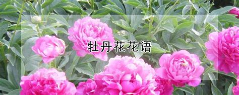 牡丹花花语-农百科