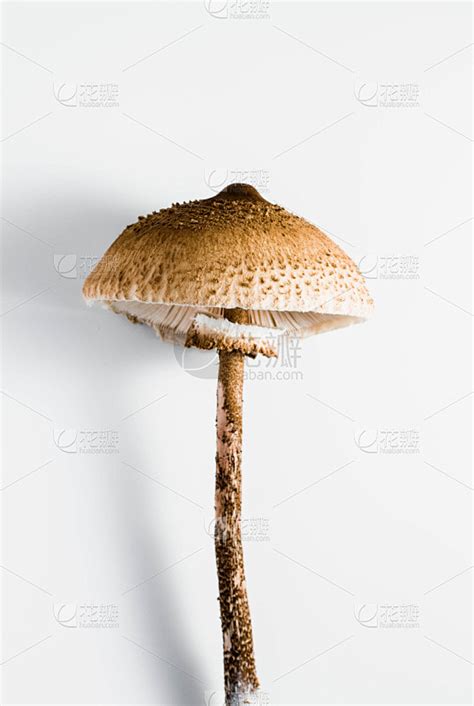 伞把菇图片