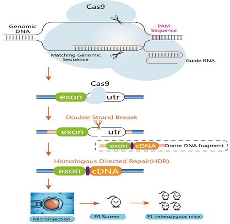 CRISPR/Cas9基因敲除课题设计——莱博生物