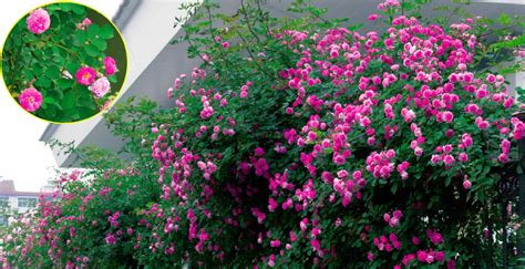 野蔷薇的花语是什么？野蔷薇的寓意和象征-花卉百科-中国花木网
