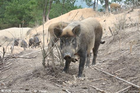 野猪的生活规律，寿命一般是多少年-农百科