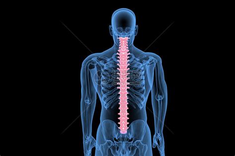 C4D骨科脊柱图片素材-正版创意图片401875909-摄图网