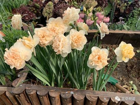鸢尾花 | 法国的国花，常用来制作香水，淡雅美艳 - 知乎