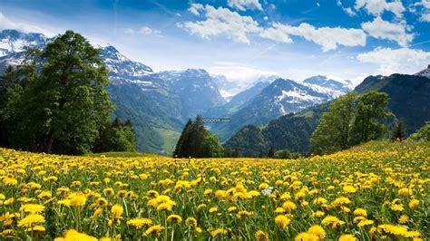 在阳光明媚的日子站在一片黄花地里望向远处覆盖雪的山峰自然风景素材