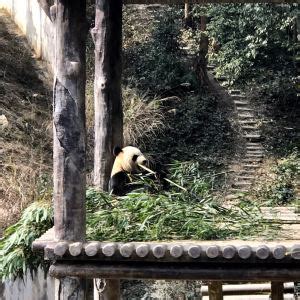 2020雅安碧峰峡熊猫基地-旅游攻略-门票-地址-问答-游记点评，雅安旅游旅游景点推荐-去哪儿攻略