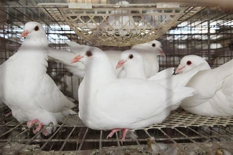 新手养鸽多少对起步比较好_种鸽-肉鸽-天成鸽业养殖基地