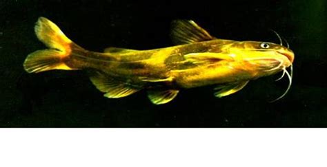 鱼一般,有哪些鱼的种类,常见的种类_大山谷图库