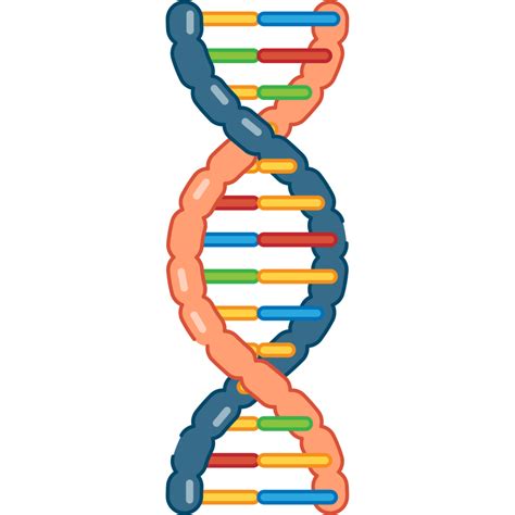 The Structure of DNA | by Ron Vale