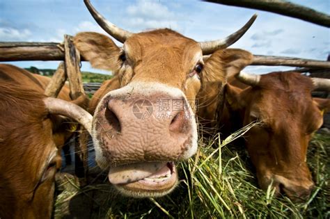 夏天奶牛场饲养管理技术措施