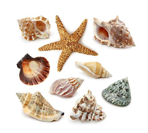 高清晰海洋贝壳类壁纸-海螺-海星