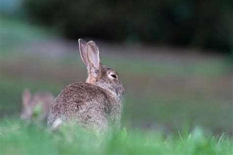 1999年属兔24岁以后一生命运，99年属兔人24岁后运势 -属兔-生肖网