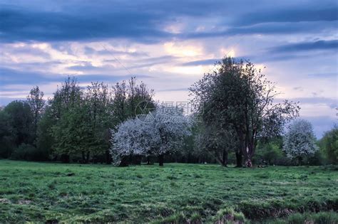 有开花的苹果树的风景晚上夜公园高清图片下载-正版图片507320025-摄图网