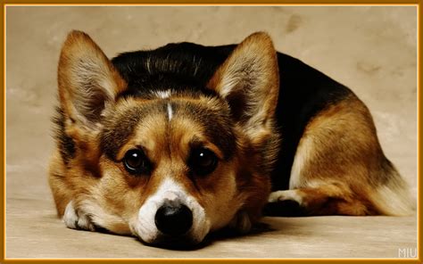 名犬图片