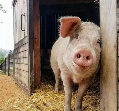 都知道养猪，你了解猪吗，一头猪每天吃多少饲料？知道多少！ - 知乎