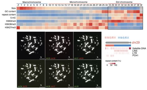 天津工业生物所获得λ-噬菌体基因表达的高分辨率图谱--中国数字科技馆