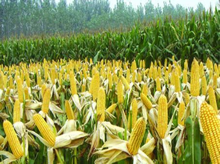 玉米高产栽培技术和施肥知识_河北卓峰化肥有限公司