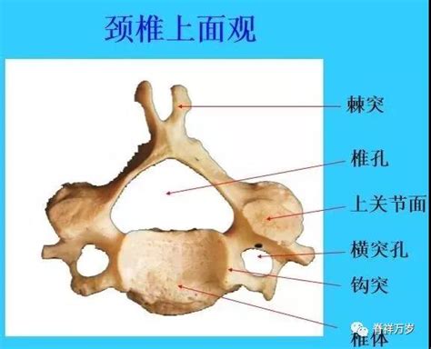 钩椎关节解剖图图片