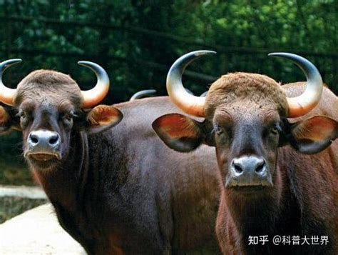 实拍世界上“最健壮”的牛：全身都是肌肉，上流社会最爱的美味|牛|上流|美味_新浪新闻