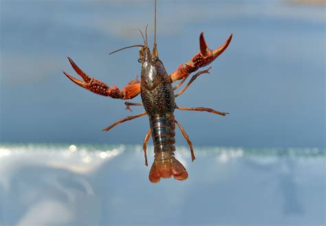 日本拟将小龙虾指定为外来入侵物种：禁止进口和贩卖_凤凰网