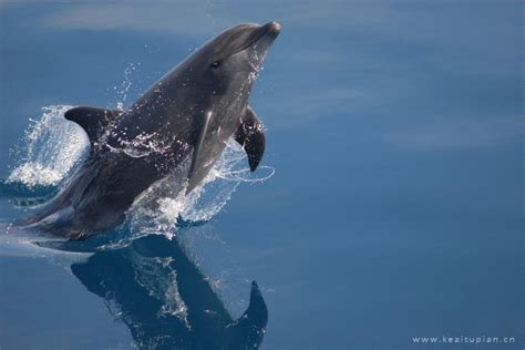 追海豚不用出海啦，来云南抚仙湖海豚之家，跟海洋精灵一起游泳__凤凰网
