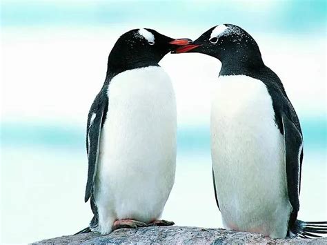 企鹅产卵 企鹅繁衍后代的过程_华夏智能网