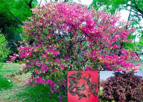 红花檵木-丽江园林绿化植物-图片