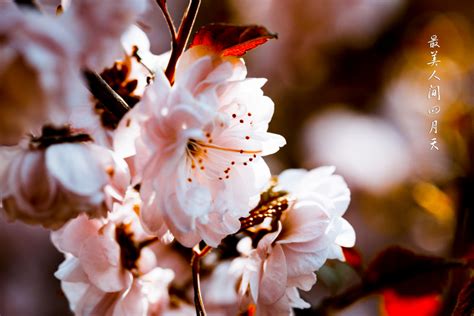 四月开什么花开得最盛(四月有哪些花开的国色香) - 蓝妖花园