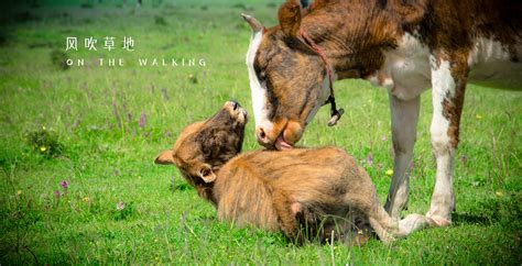 保护幼子，是动物的本能，马儿对自己孩子的爱护尽显舐犊情深。