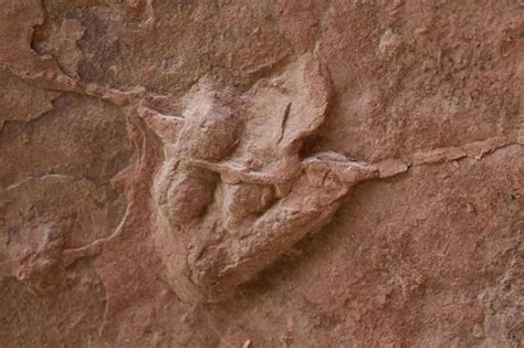 中美韩恐龙足迹考察队在四川昭觉央摩祖乡发现世界最小恐龙足迹 - 神秘的地球 科学|自然|地理|探索