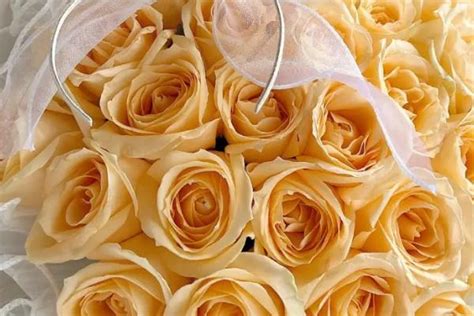 送香槟玫瑰花的寓意,1到100朵香槟玫瑰花语,香槟玫瑰的寓意和象征_大山谷图库