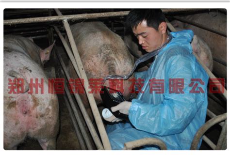 猪用B超机检测母猪生殖系统炎症_新闻资讯-博祥来兽用B超机厂家