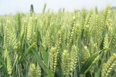 2020年小麦价格行情预测（附今日麦价） - 惠农网