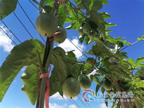 从江：东朗百香果 喜迎八方客 - 黔东南县市新闻-从江 - 黔东南信息港