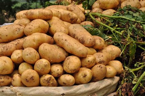 云南省马铃薯产业发展提速 种植面积达844.2万亩