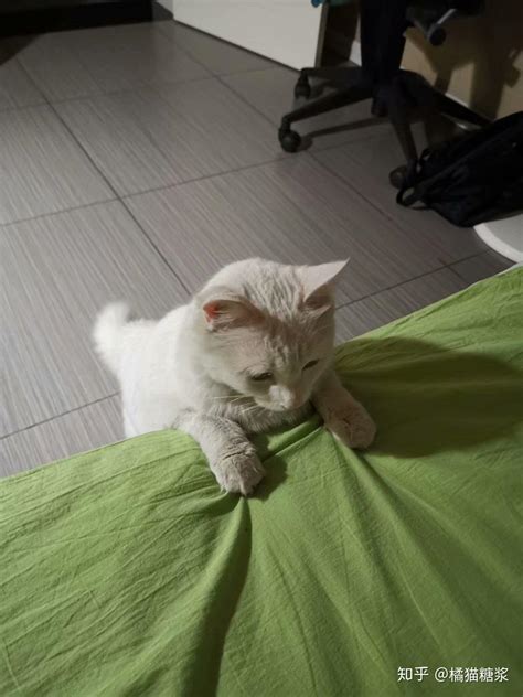 主人看到猫把沙发抓烂了很生气想骂它，但看到它这表情后...|主人|生气|沙发_新浪新闻