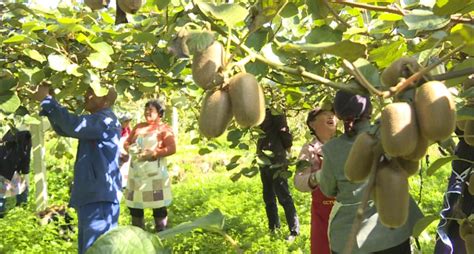 航拍贵州修文猕猴桃种植基地：“小果子”做成“大产业”-天山网 - 新疆新闻门户