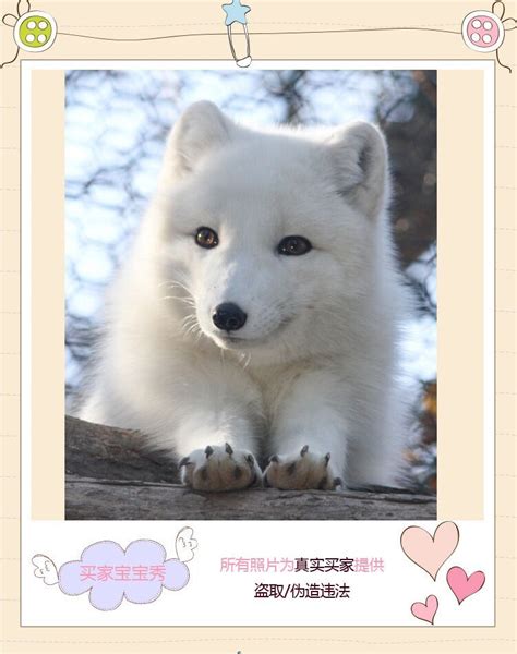 宠物狐狸-雪狐-深圳市壹叁神话宠物商贸有限公司