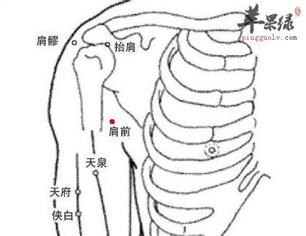 肩周穴位图图片