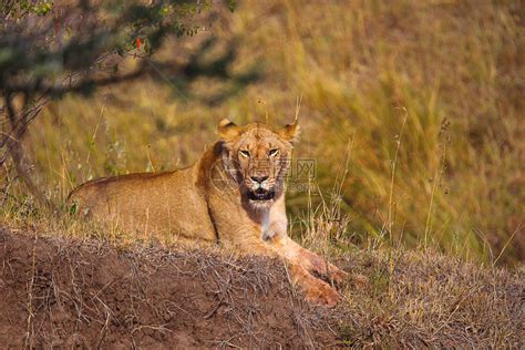 非洲狮子女Kenya狮子非洲高清图片下载-正版图片303496434-摄图网