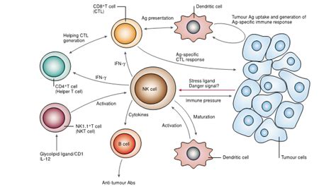 什么是NK-T细胞免疫疗法-北京北联世纪干细胞生物科技