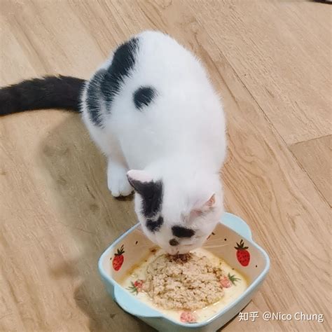 你们的猫咪都是吃什么猫粮的？ - 知乎