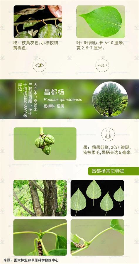 昌都杨-云南省林业和草原技术推广总站