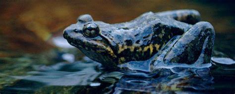 野生石蛙寄生虫多吗，是保护动物吗-农百科