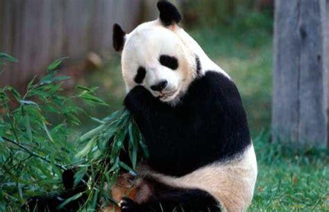国宝大熊猫的生活习性 国宝大熊猫有什么生活习性_知秀网