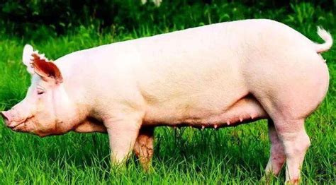 肥猪和大母猪在养猪场的牲畜中吃高清图片下载-正版图片502571427-摄图网